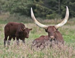 Texas Longhorns!